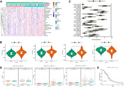 Development of an MCL-1-related prognostic signature and inhibitors screening for glioblastoma